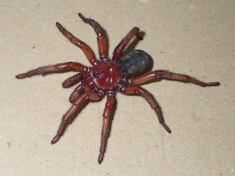 a large maroon trapdoor spider