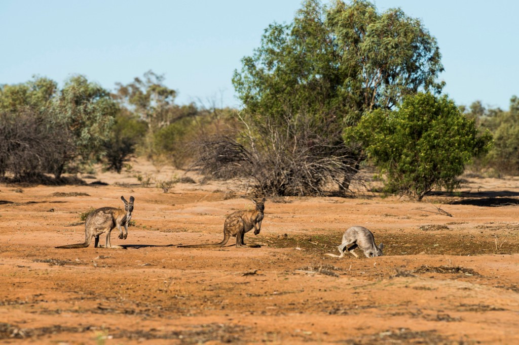 Image of kangaroos in the outback