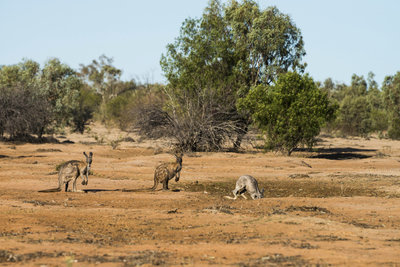Image of kangaroos in the outback