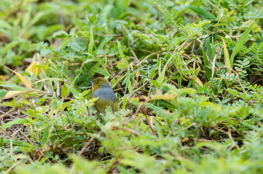 Camouflage Capers QMN Learning Resource