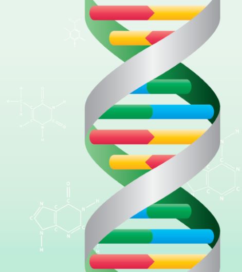 DNA and Animal Classification - QMN Learning Resource
