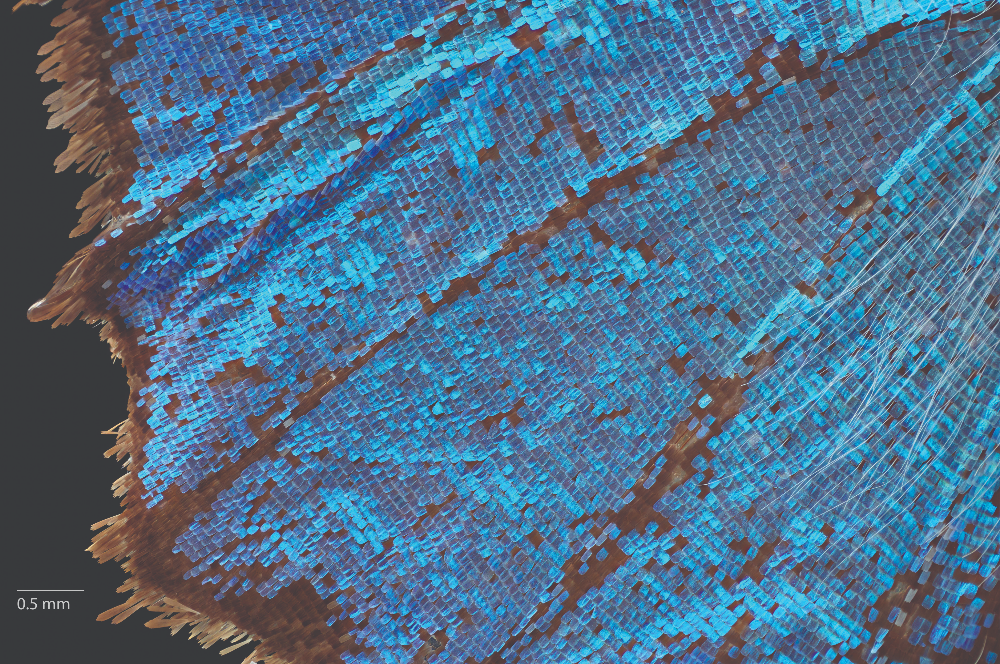 Illuminating colour online image of part of a butterfly wing