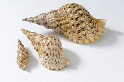 Introduction to ocean acidification image of beautiful shells