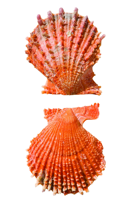 Shell Classification: Student Shell Plates - Learning Resources ...