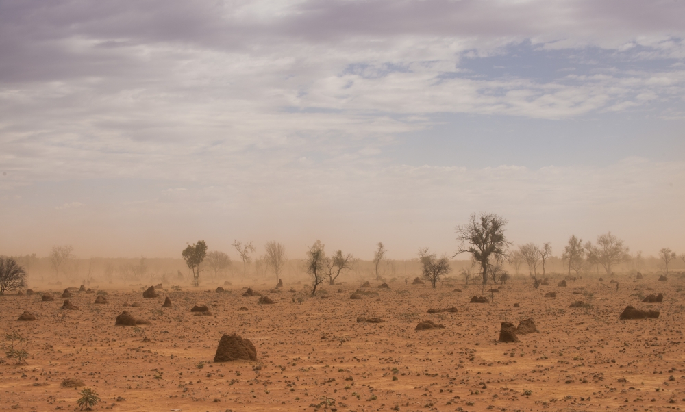 Spotlight on survival in arid environments