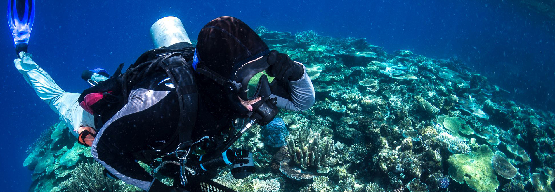 a scuba diver swims above a coral reef
