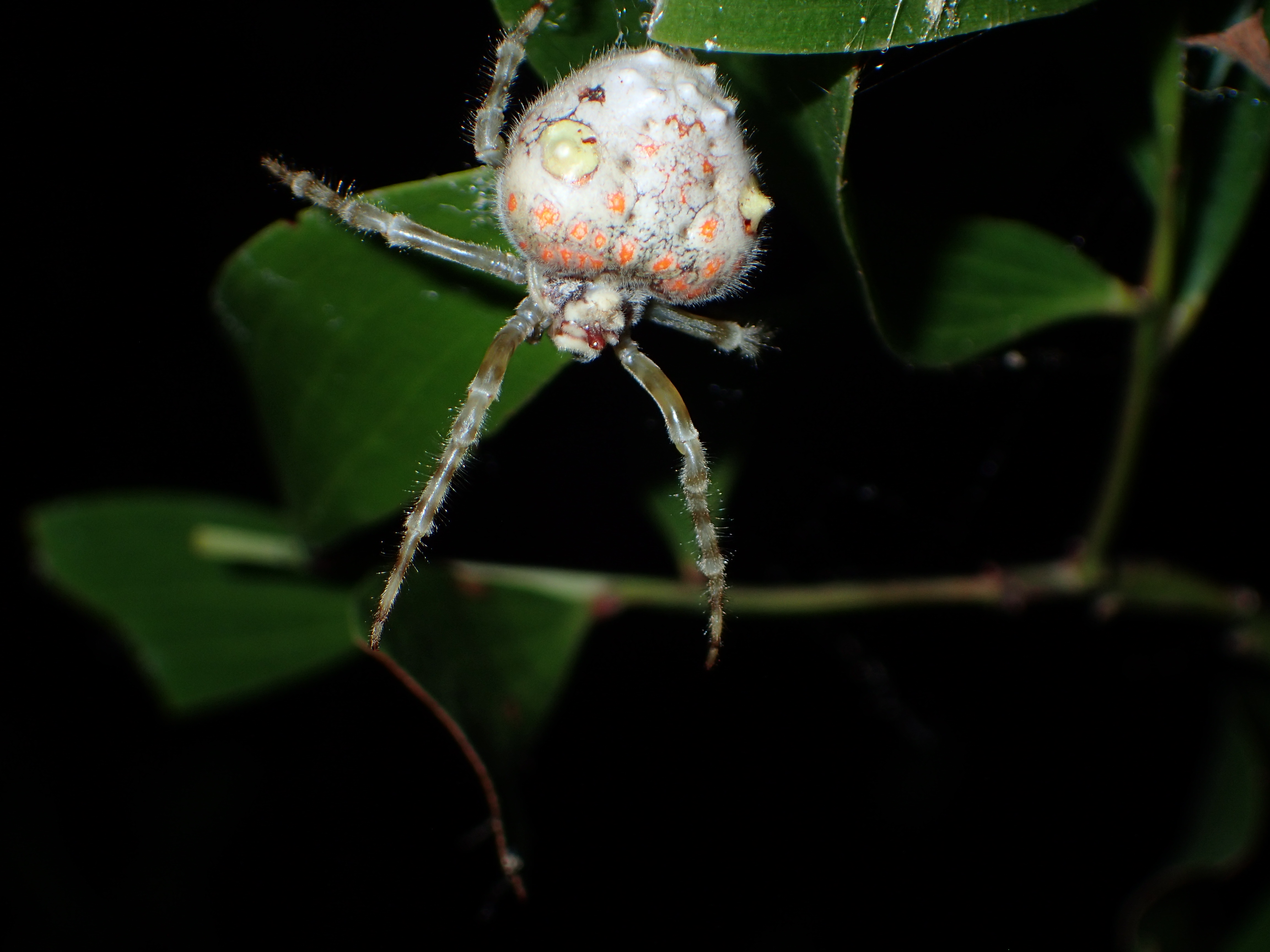 ゆり　内容の確認をお願いします。　1/f Spider Trap Door Spider – Identification | Walter Reeves: The Georgia