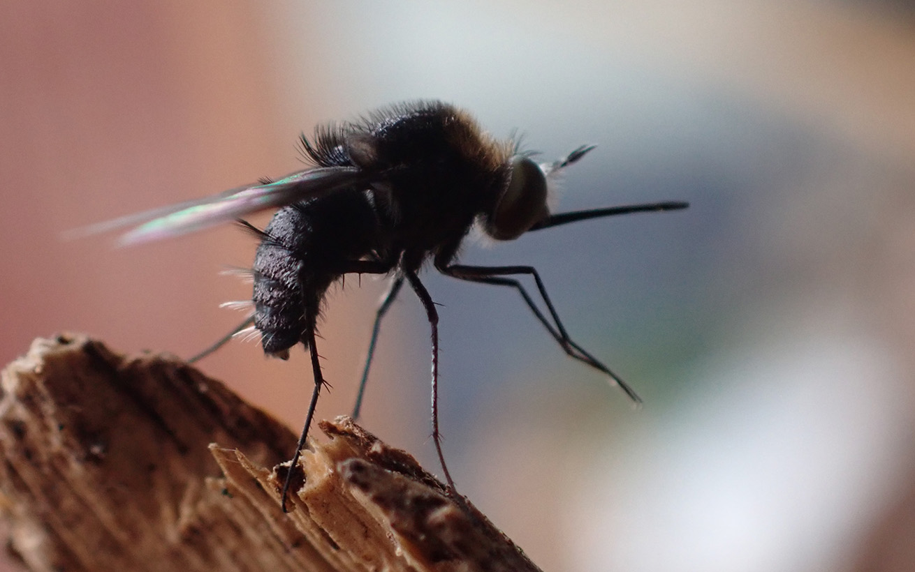 To be or not to bee fly - Question of the month | Queensland Museum