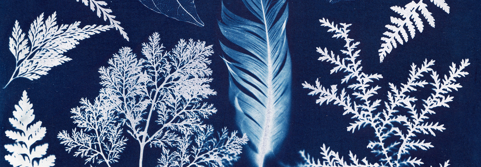 Cyanotype printing with leaf and feather patterns