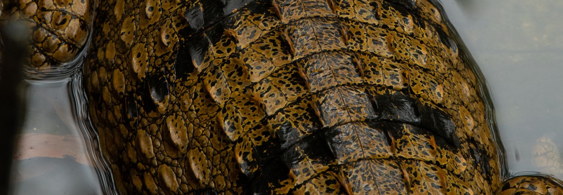 Image of a crocodiles body