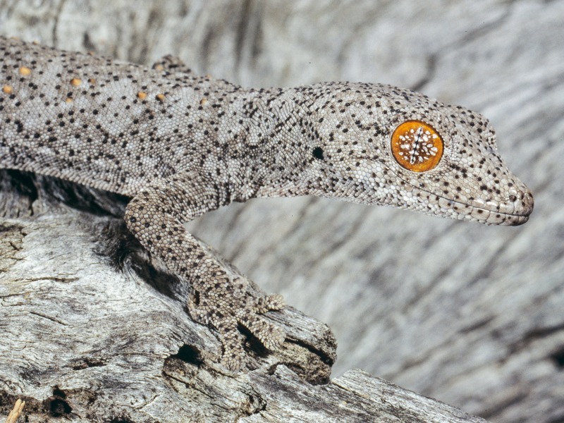A white and black speckled lizard camouflaged on a log with a bright orange eye