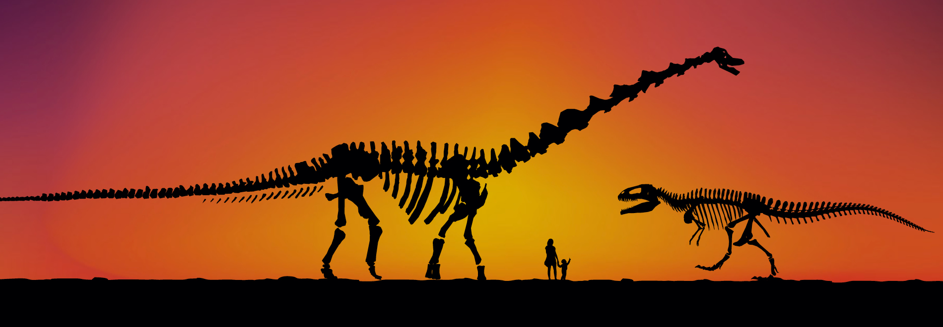Graphic of two dinosaurs skeletons