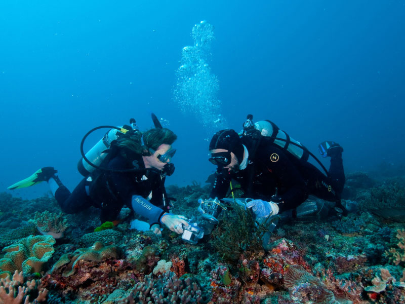Two scuba divers underwater looking at coral
