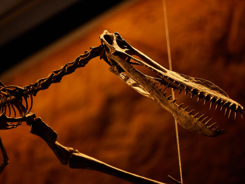 Close up of a pterosaur skull on display in Dinosaurs Unearthed